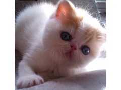水滴眼  高品质加菲猫宝宝  保证纯度健康