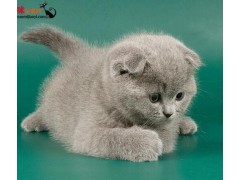 吉林省白城市出售三个月俄罗斯蓝猫，价格低 品种多 血统好!
