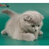 吉林省白城市出售三个月俄罗斯蓝猫，价格低 品种多 血统好!