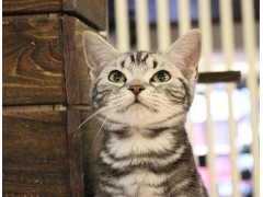 虎斑纹 大眼睛 标准斑 美国短毛猫