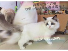 高颜值超粘人布偶猫弟弟妹妹找新家