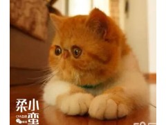 柔小蛮的猫舍 散养CFA血统加菲猫布偶猫