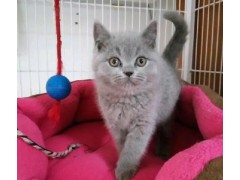 高品质英短蓝猫两个月小公猫出售