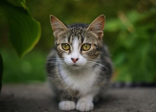 预防猫癣