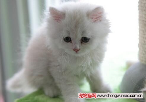 宠物猫外伤