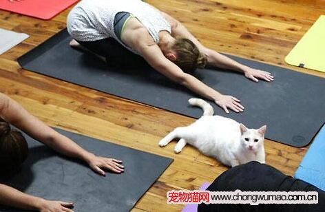 猫咪做瑜伽