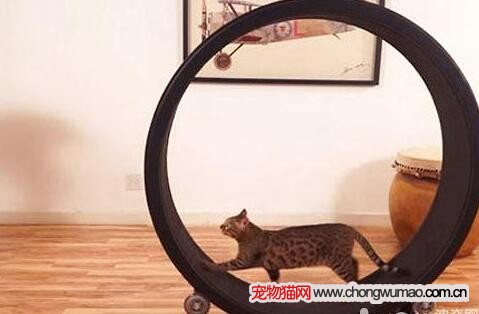 猫咪跑步机