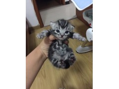 北京出售家养小虎斑猫