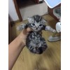 北京出售家养小虎斑猫