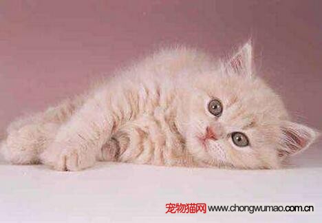 猫咪巨食道症
