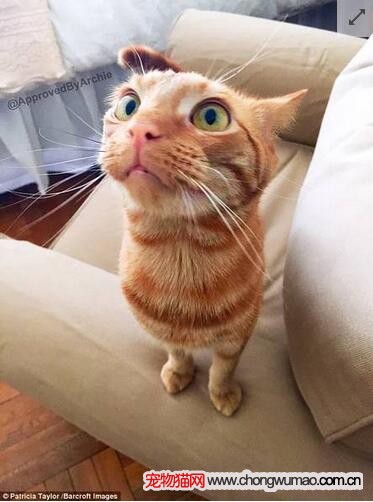 2017年，美国纽约，看着主人的猫。