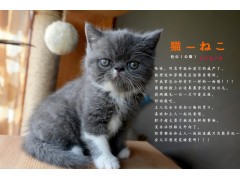 加菲猫弟弟妹妹找新家（3只）