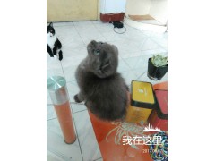 蓝猫幼仔