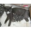 微信18217174814自家养殖出售三个月英国短毛猫