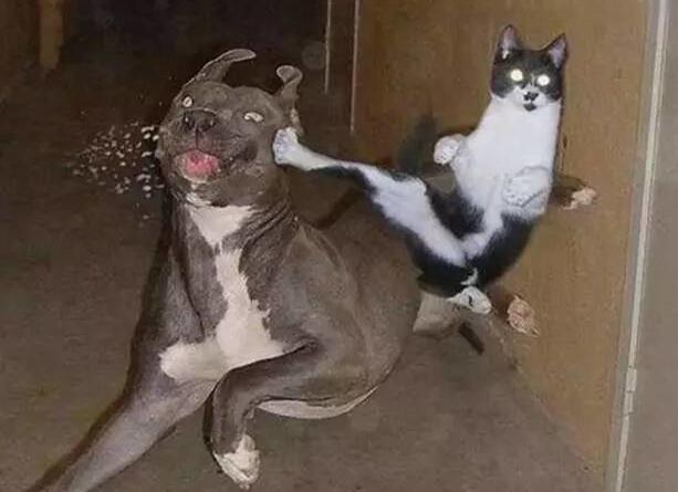 互联网上为什么宠物猫比狗更受欢迎