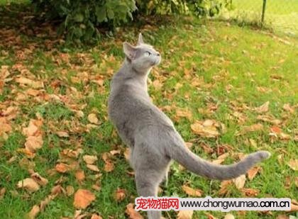 猫咪肝硬化