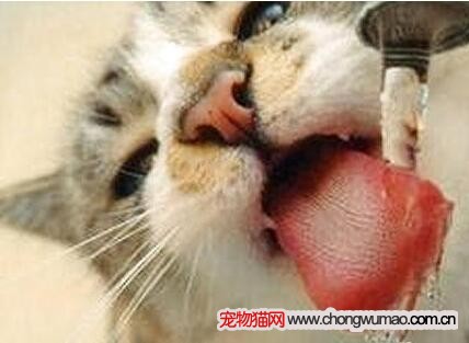 猫咪饮水器