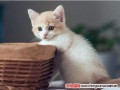 猫咪内分泌失调怎么办？产生毛囊炎、掉毛、肥胖等问题
