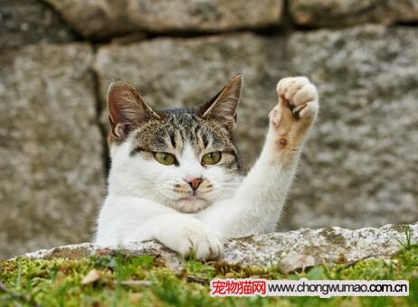 猫咪脱臼