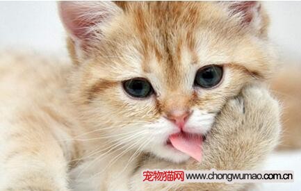 猫咪的应激反应