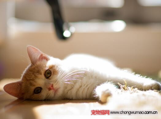 猫咪健康
