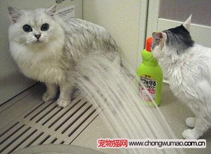 猫咪洗澡