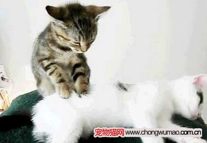 猫咪按摩