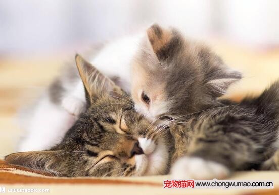 猫咪尿毒症
