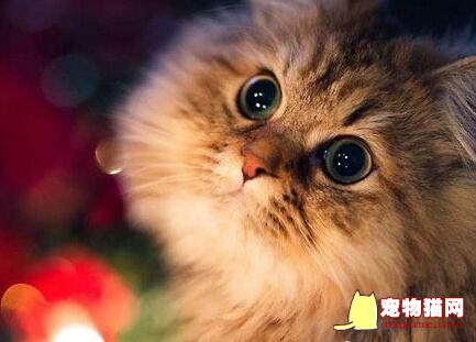 给猫咪清理眼睛