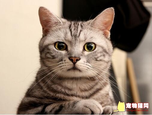 猫咪夏季饲养