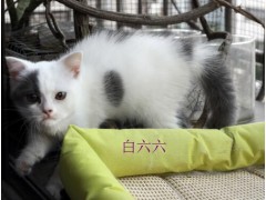 广东佛山家养英短猫二个月1288元