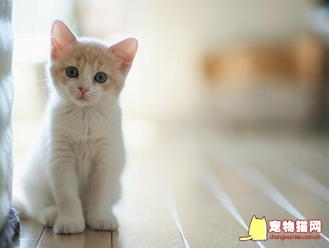 猫咪咽炎的症状