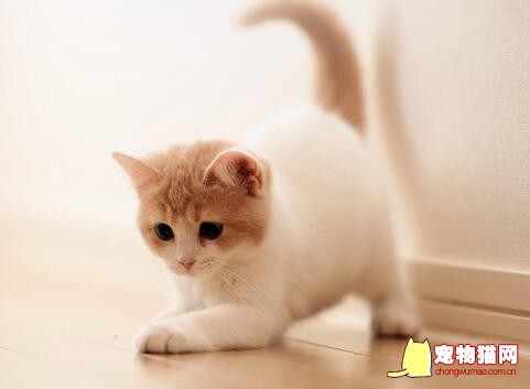 猫咪