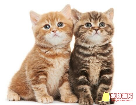 饲养两只猫咪
