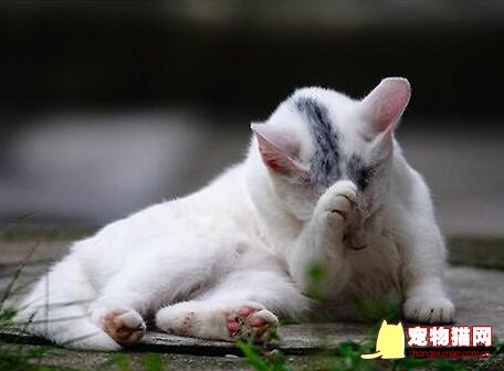 猫咪洗脸