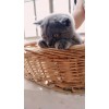 出售猫咪 英国短毛猫