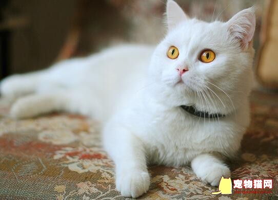 猫咪喜欢钻缝隙
