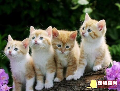 猫咪饮食注意哪些问题