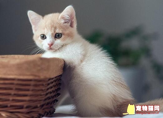 猫咪脾气坏怎么办