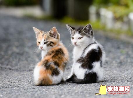 宠物猫