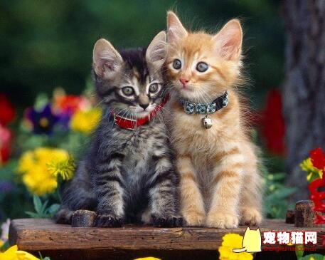 猫咪正常的生理指标