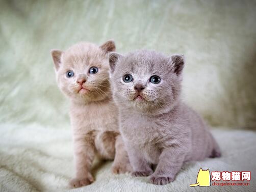如何预防猫咪呕吐