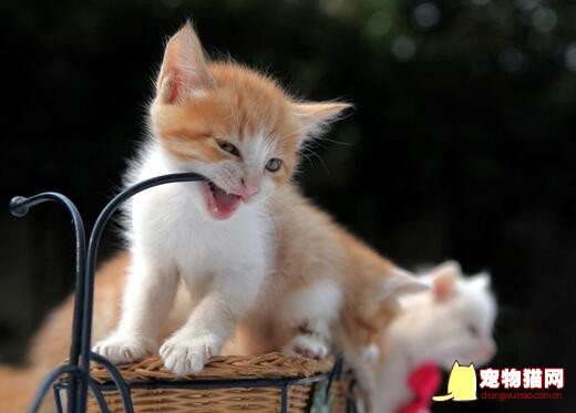 养猫