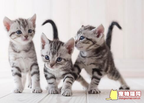 宠物猫