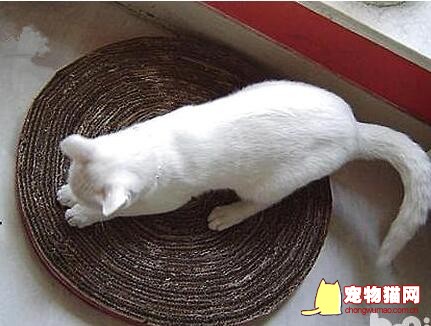 DIY制作猫抓板