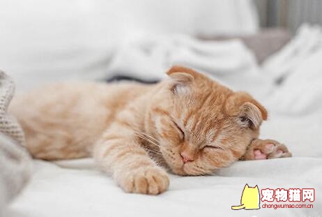 猫咪为什么那么爱睡觉