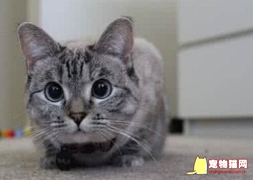 猫咪