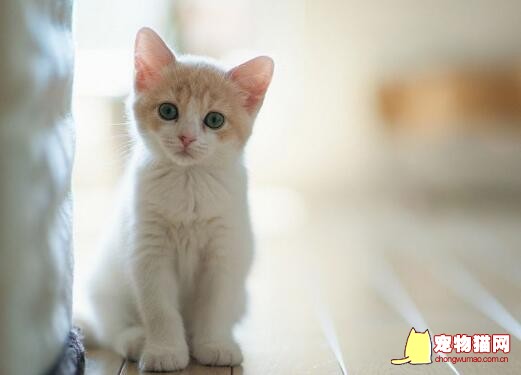 预防猫咪流产