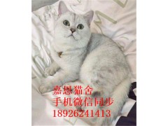 深圳嘉恩宠物出售加菲猫 英短 美短 布偶猫 蓝猫已做疫苗