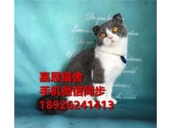 东莞嘉恩宠物出售加菲猫 英短 美短 布偶猫 蓝猫已做疫苗